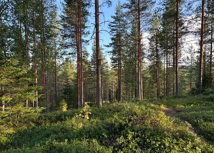 Loppiaiskaari 5, Paljakka